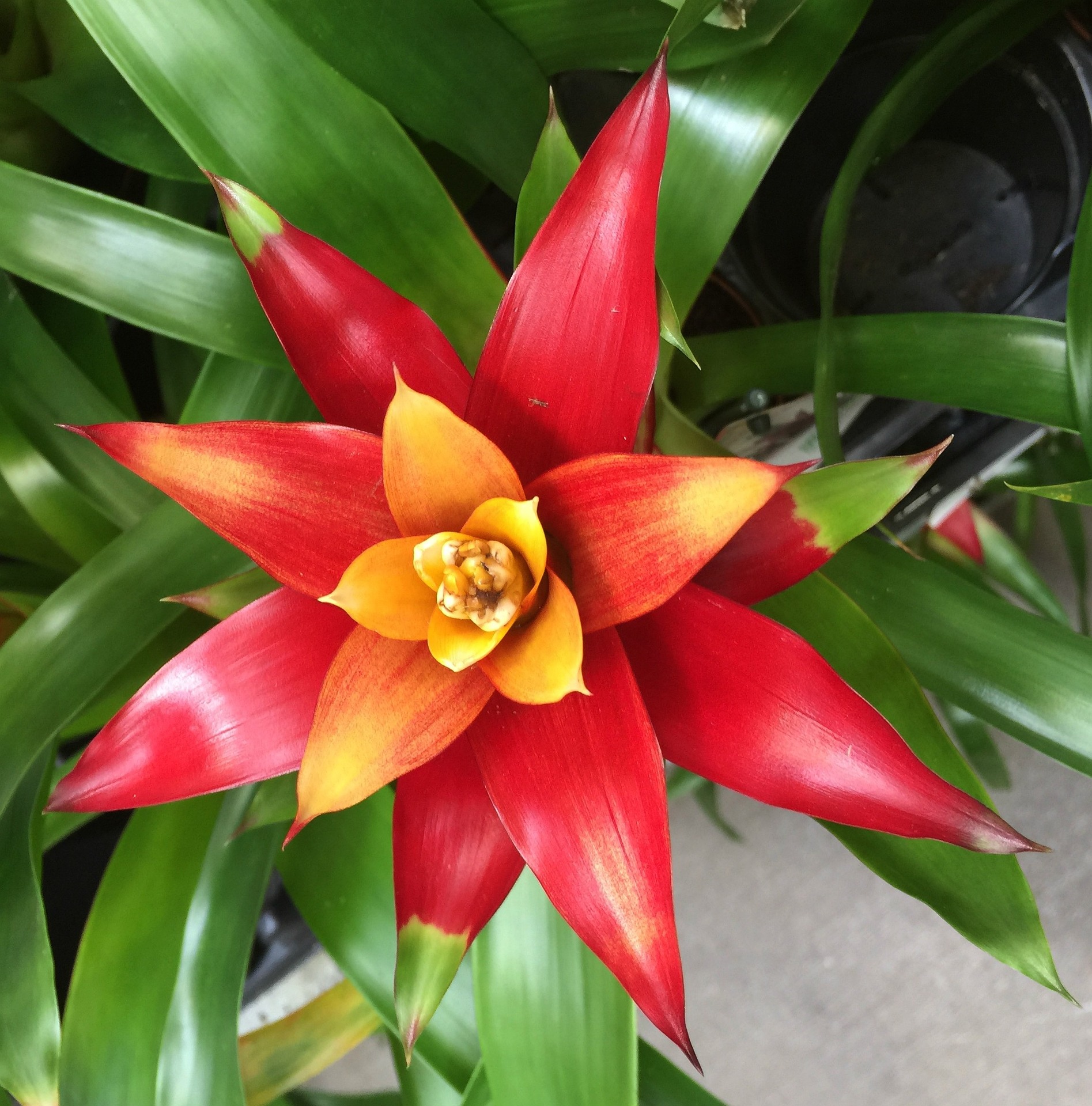Las Bromeliaceae, conocidas como bromelias, son un grupo diverso de plantas tropicales con gran valor ornamental, presentes en distintos ambientes desde el suelo hasta árboles y rocas. Se caracterizan por sus hojas en forma de roseta, capaces de almacenar agua y crear pequeños ecosistemas, lo que les permite adaptarse a condiciones variables. En Colombia existe una alta diversidad de especies nativas, y su cuidado es relativamente sencillo: requieren luz indirecta, riego moderado manteniendo agua en su roseta, alta humedad y un sustrato ligero y bien drenado, además de control básico de plagas para mantener su salud.