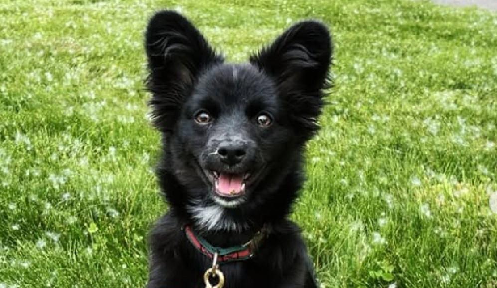 Cámara reveló lo que cachorro realmente hace en la guardería (video)