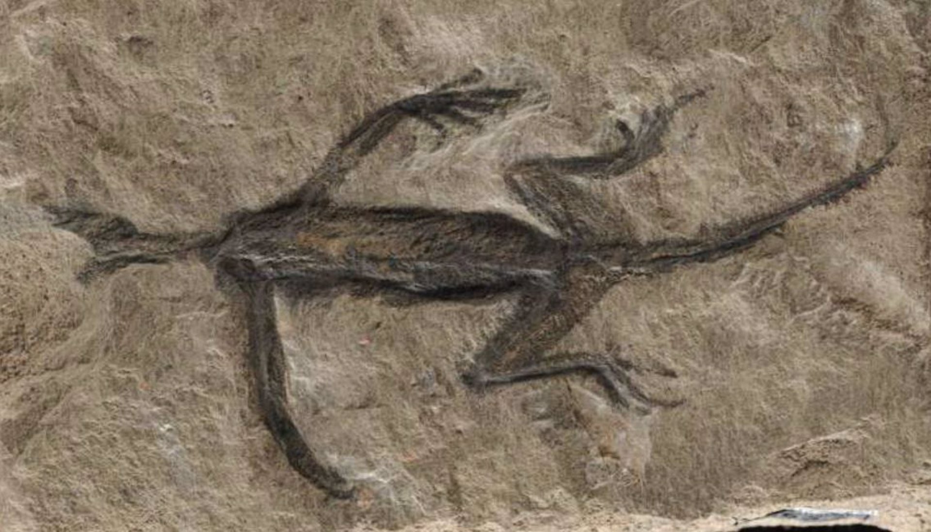 El famoso reptil más antiguo de los Alpes resultó ser falso