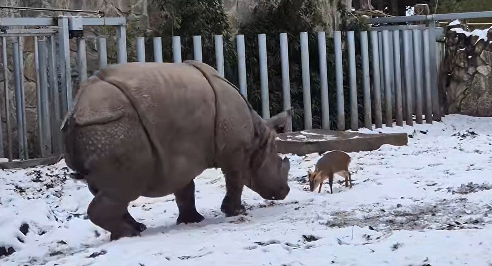 En video quedó registrado el momento en que un pequeño venado se enfrenta a un rinoceronte