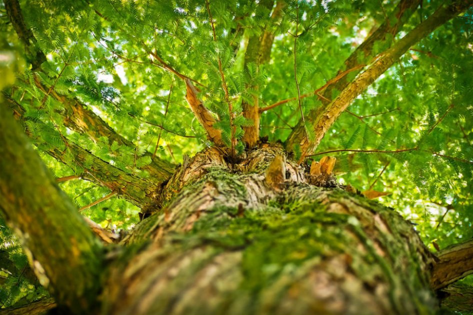 América Latina y el reto de cuidar sus bosques tras el acuerdo climático