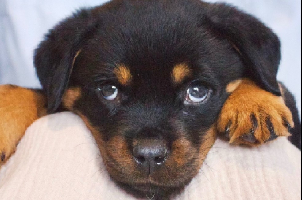 El curioso lugar donde se escondió un cachorro desatando el pánico en su dueña