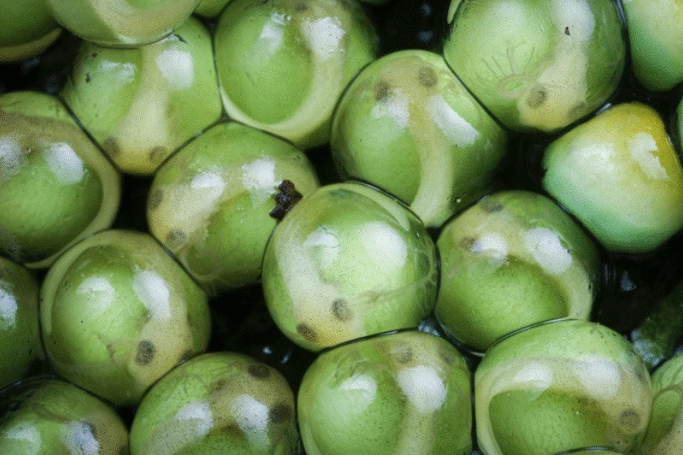 En la foto, los hermanos de la rana mono planeadora, Agalychnis spurrelli, en una etapa temprana de su desarrollo dentro de sus huevos. Los cuerpos de los embriones son claramente visibles y distintos de sus grandes yemas verdes y branquias externas transparentes.
