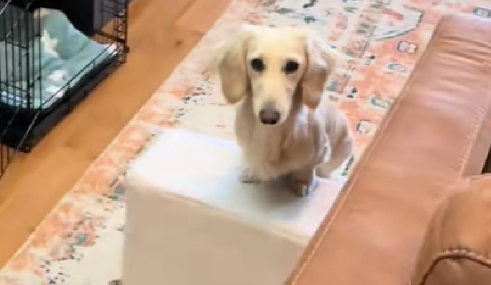 Así fue la reacción de un perrito al ver que su rampa ya no llevaba a ningún lado