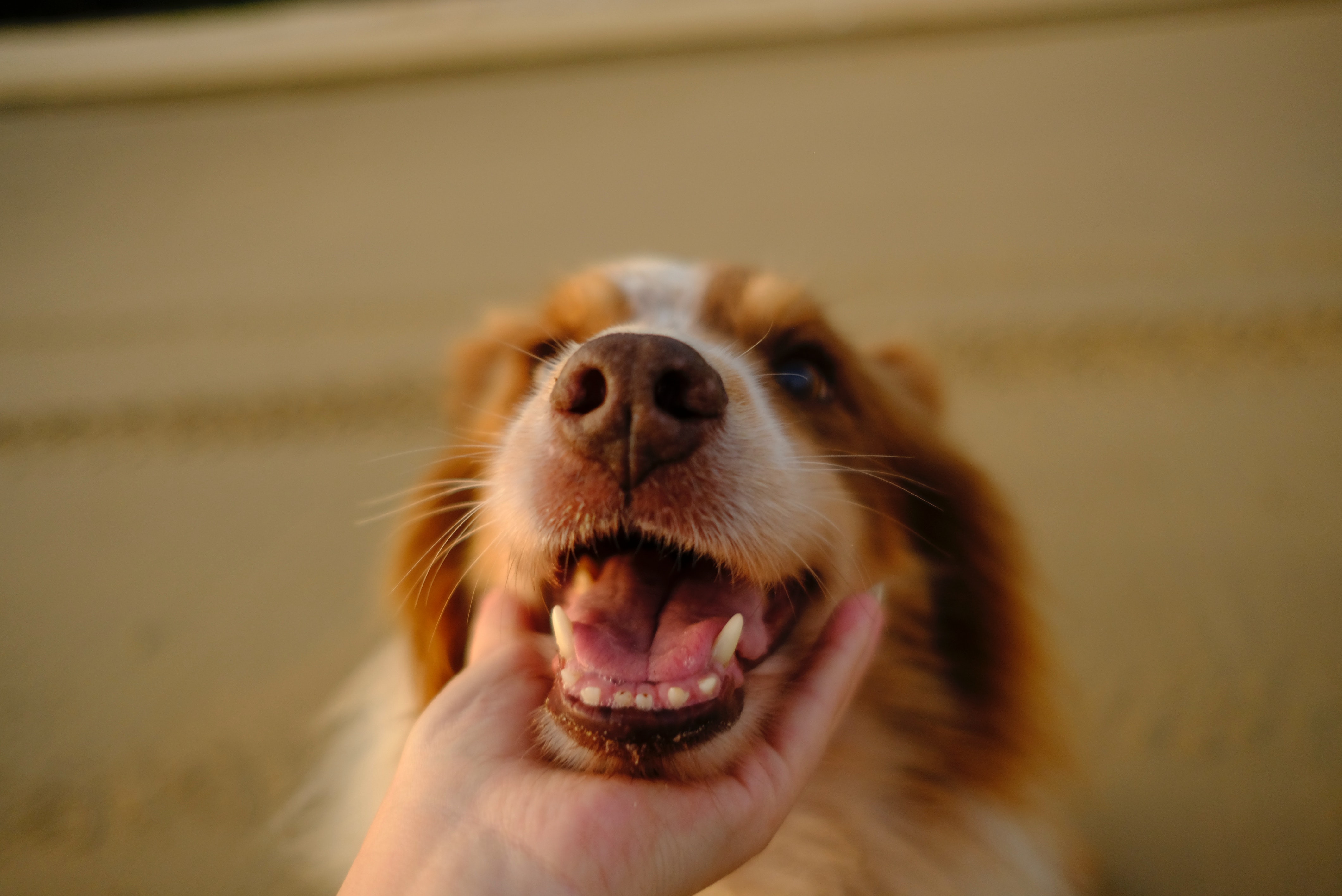 ¿Cada cuánto se le deben cepillar los dientes a un perro?