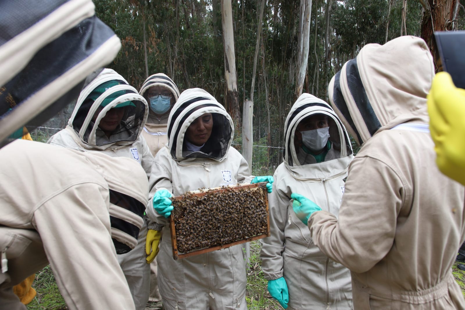 La clínica de abejas