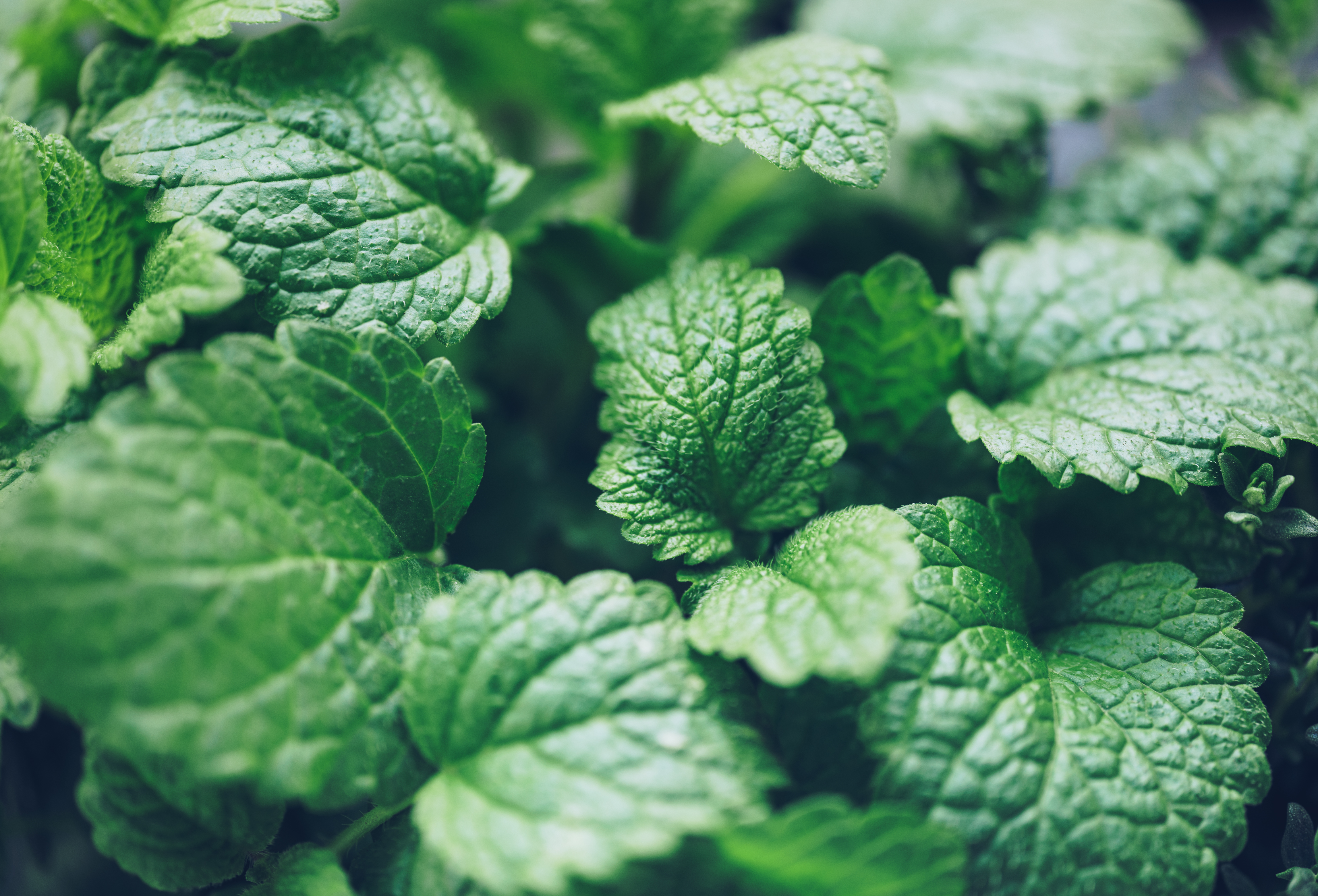 Toronjil, se le tiene la planta para calmar los nervios y enderezar el estómago