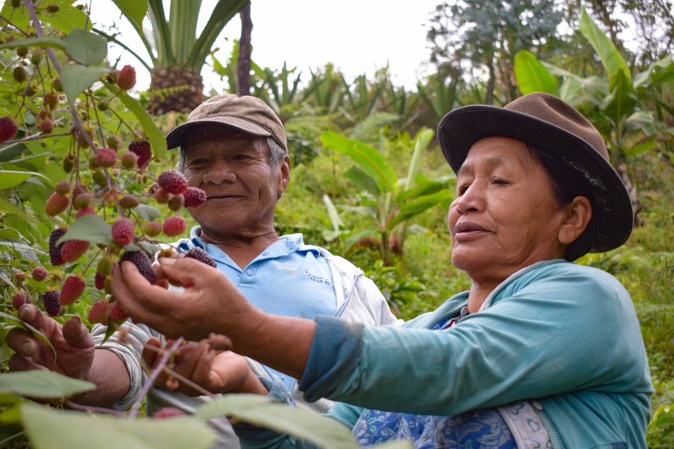 Lo que se juegan los pueblos indígenas en la COP26
