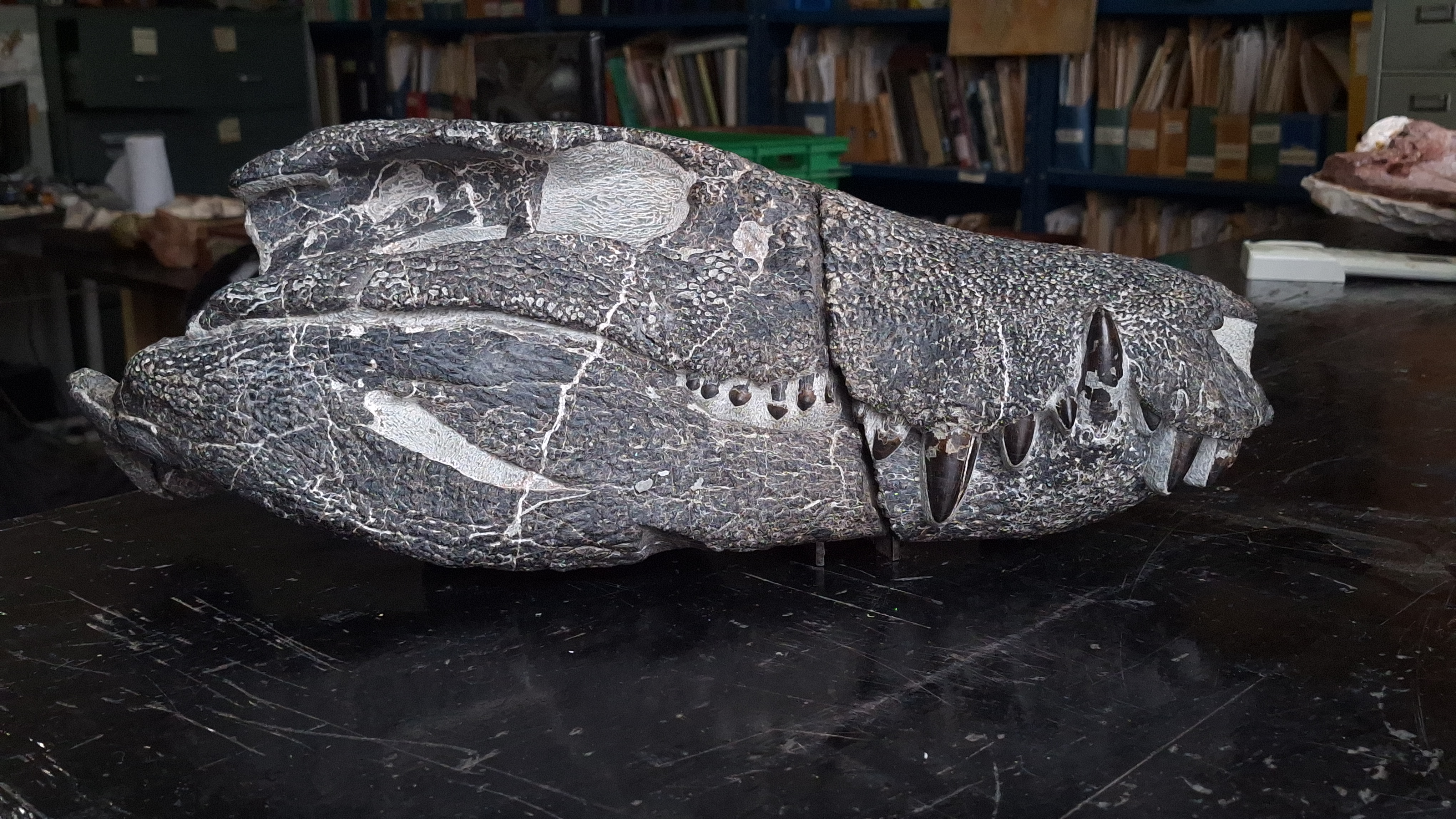 Cráneo del fósil de Kostensuchus hallado en la Patagonia.