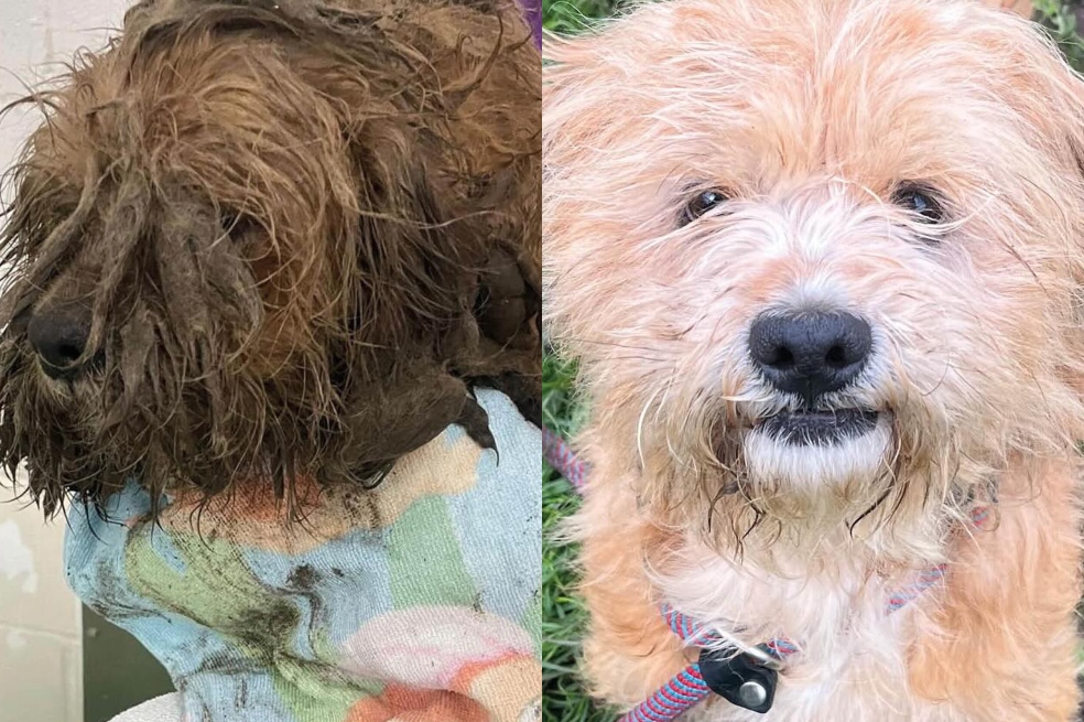 Así fue la increíble transformación de Oliver, un perrito rescatado de las calles
