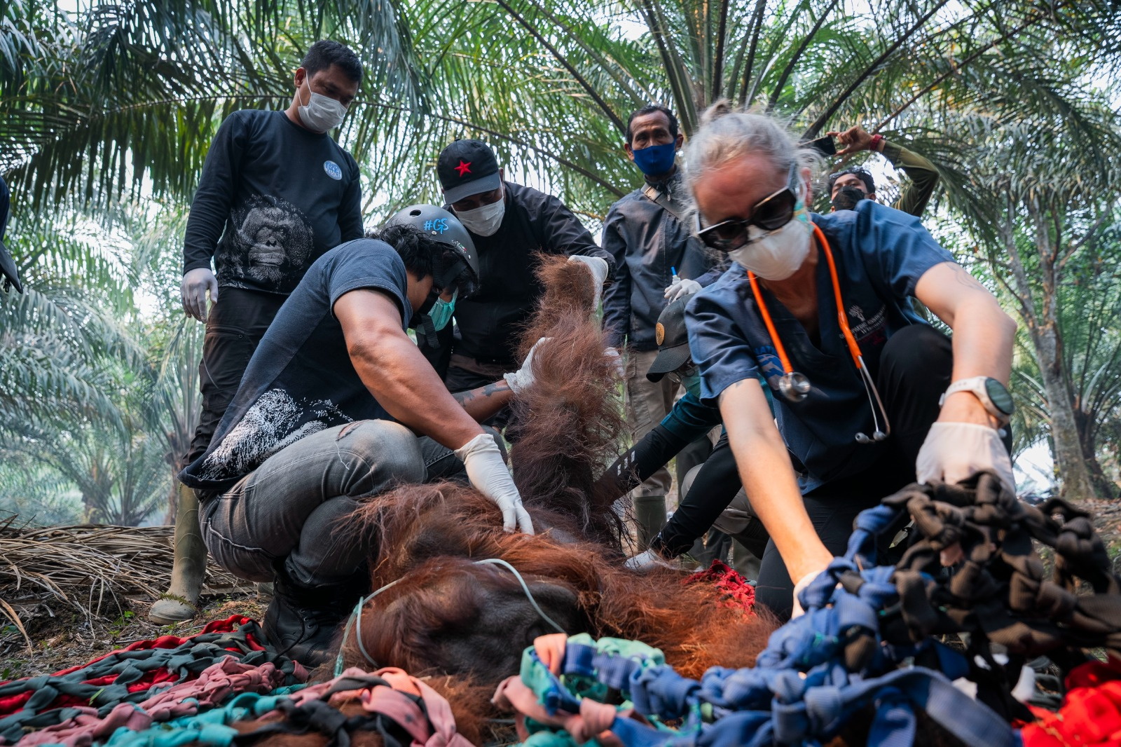 KETAPANG (Indonesia), 31/08/2026.- A handout photo made available by Yayasan Inisiasi Alam Rehabilitasi Indonesia (YIARI), a wildlife foundation and the Indonesian Ministry of Forestry, shows veterinarians and officials giving medical treatment for a male orangutan during a rescue operation from a wildfire-affected palm-oil plantation in Ketapang regency, West Kalimantan province, Indonesia, 30 August 2026 (issued on 31 August 2026). The orangutan, later named Sampurna, was found unconscious and struggling to breathe on a palm oil plantation, affected by smoke from wildfires. (incendio forestal) EFE/EPA/MUFFIDZ MA’SUM / YIARI / HANDOUT HANDOUT EDITORIAL USE ONLY/NO SALES

