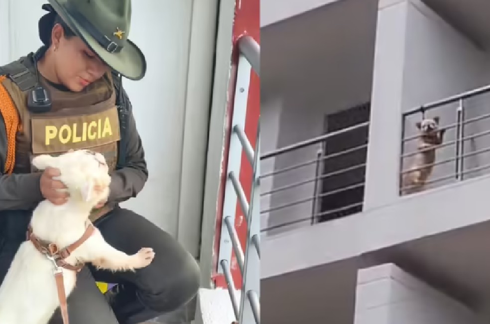 Ante la magnitud de las denuncias, un equipo de carabineros llegó hasta el lugar para verificar la situación.
