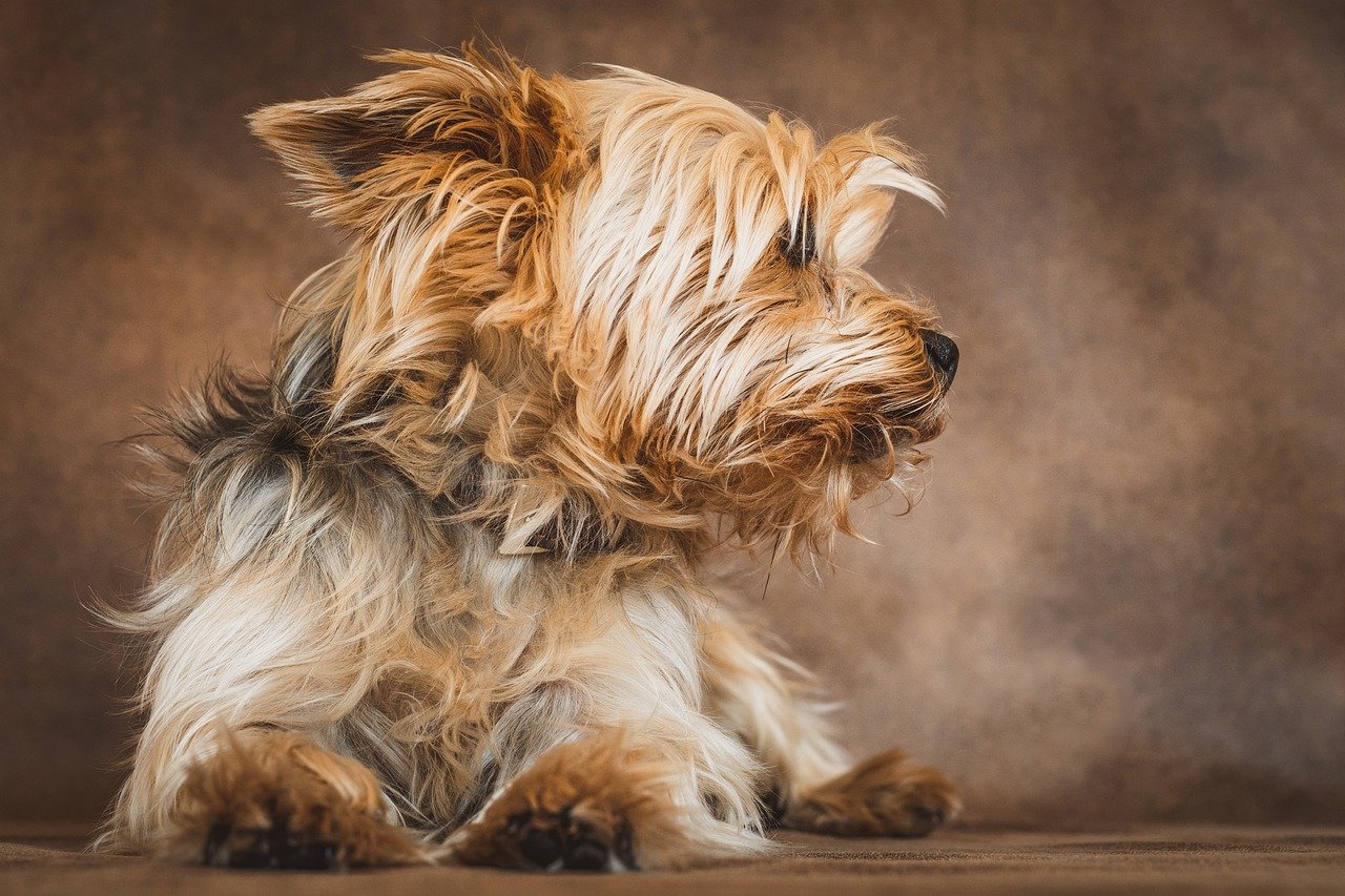 Yorkshire Terrier: características y personalidad de esta raza de perros