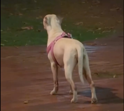 “Me llamo Sacha y me quedé sin familia”: perrita fue abandonada con esta nota en Bogotá