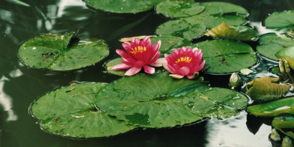 Loto y lirio, la planta de la mujer cáncer