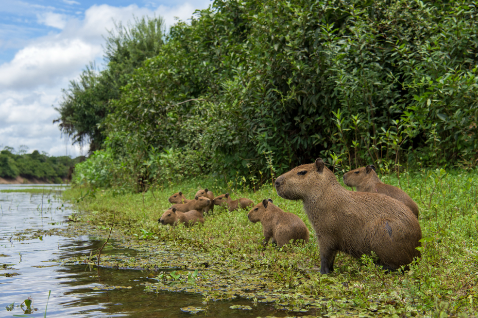 Habitantes de la Amazonía adoptan la conservación ambiental como eje del desarrollo