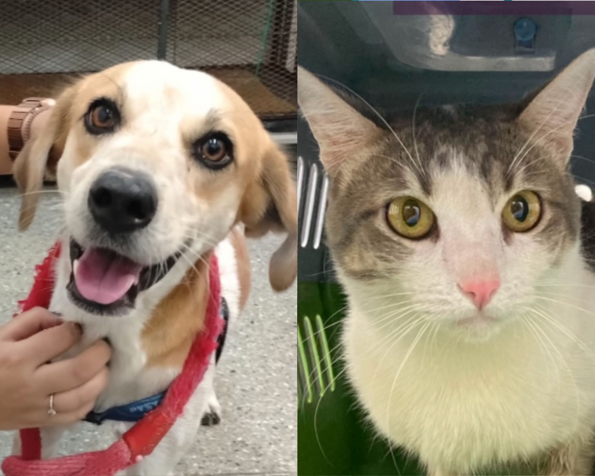 Buscan a las familias de más de 200 mascotas tras el terremoto en Cali: ¿está la suya?