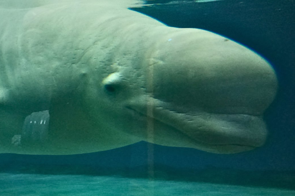 Murió supuesta espía rusa: era una beluga que patrullaba el océano ártico, zona de submarinos