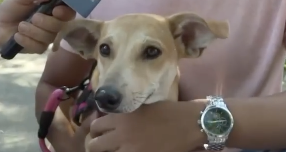 La rescataron con 5.000 pesos y ahora busca un hogar en Medellín: la historia de la perrita Mona