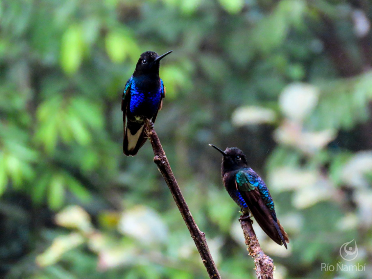 En Río Ñambí se encuentran 29 especies de colibríes, algunas solo han sido avistadas allí.