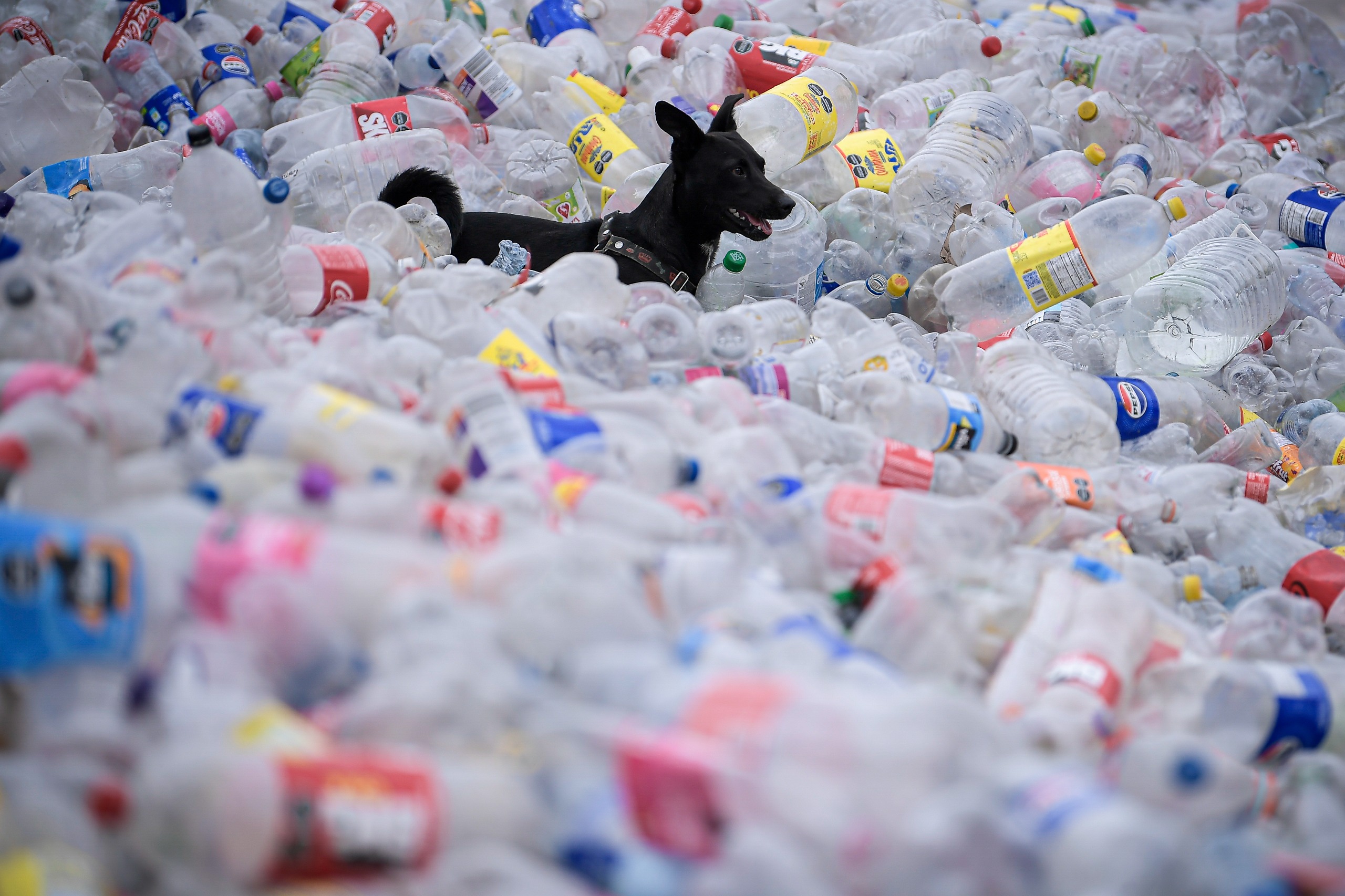 Recicladores inundaron la Plaza de Bolívar en protesta a "pagos injustos" por reciclar este material.