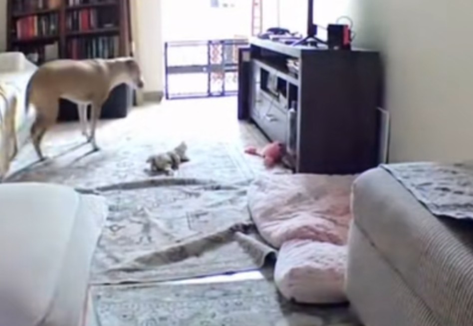 Dueña revisa la cámara y descubre a su perrita paralizada “practicando caminar”