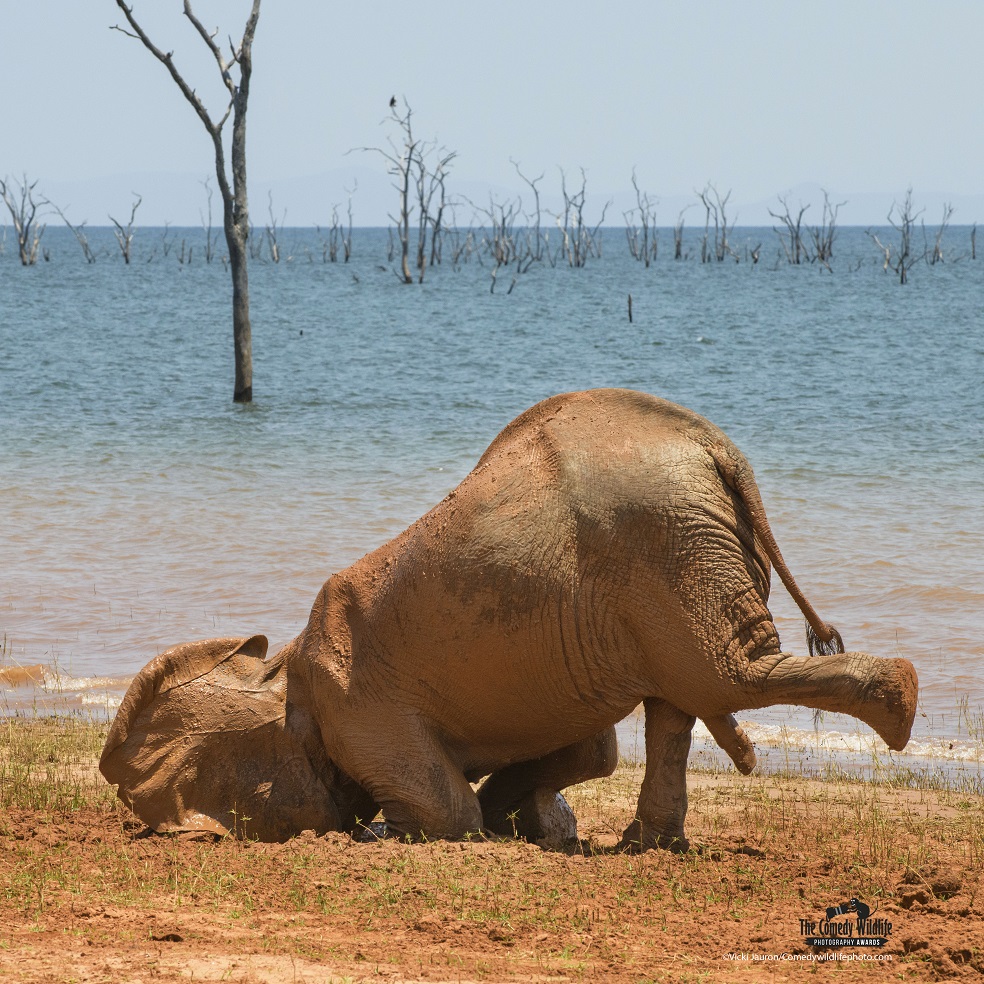 The Comedy Wildlife Photography Awards