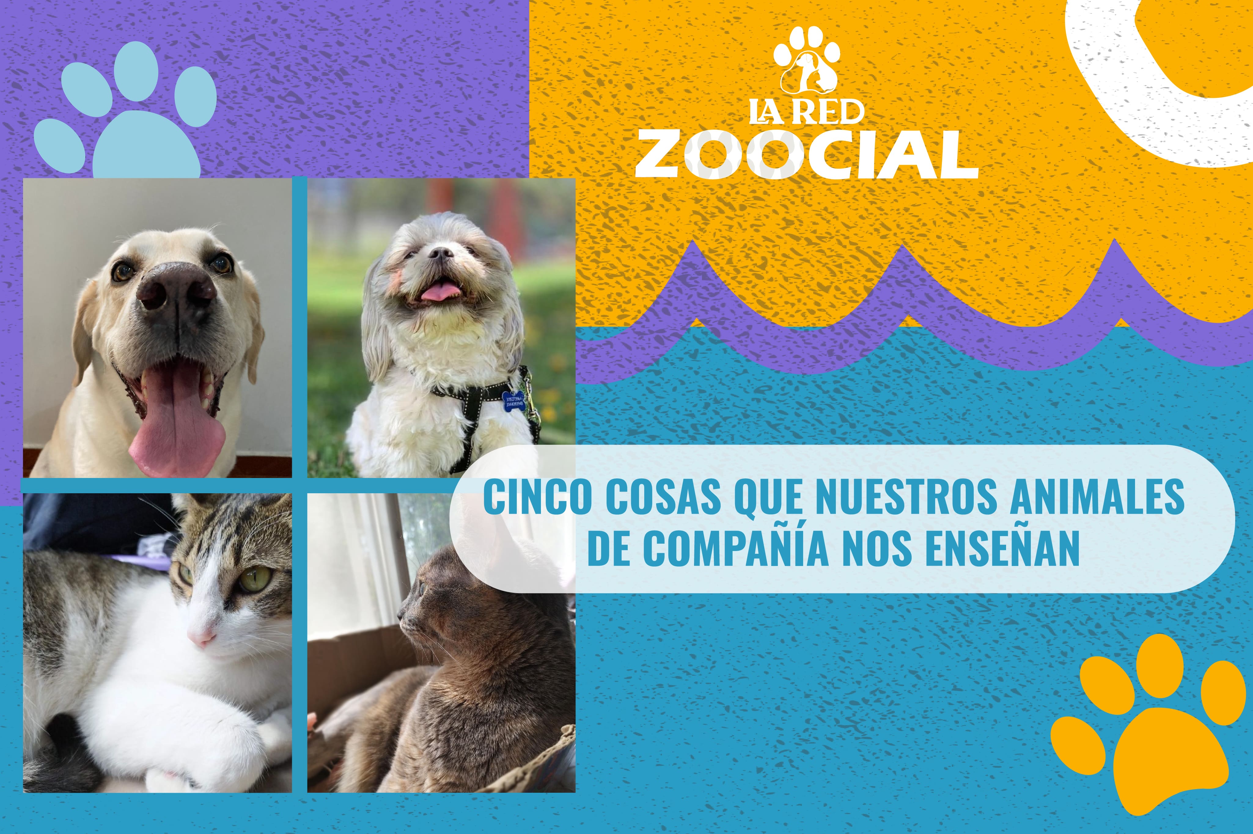(VIDEO) Cinco cosas que nuestros animales de compañía nos enseñan