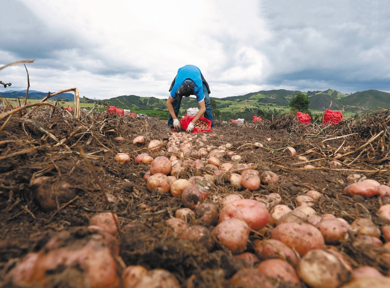 Así puede ayudar a los productores de papa en Colombia