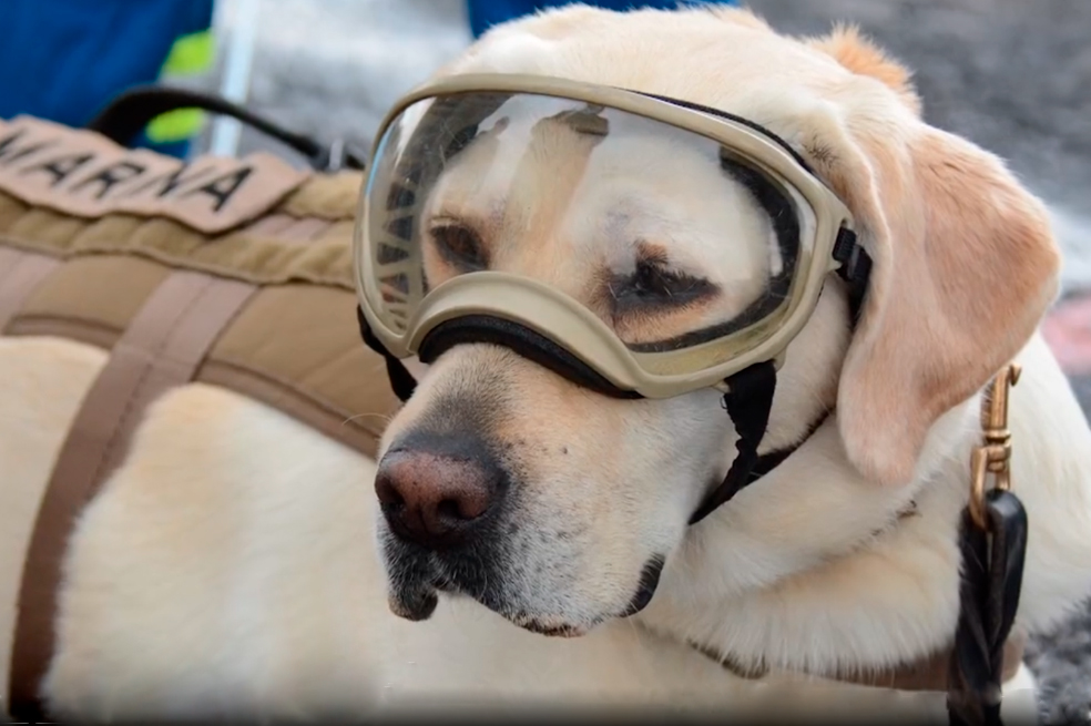(VIDEO) México envía perros de rescate para ayudar tras terremoto en Turquía