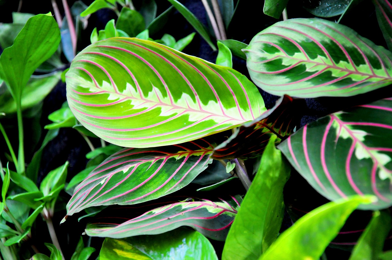 La Maranta leuconeura, conocida como planta de la oración, es una especie ornamental popular por sus hojas ovaladas con patrones únicos