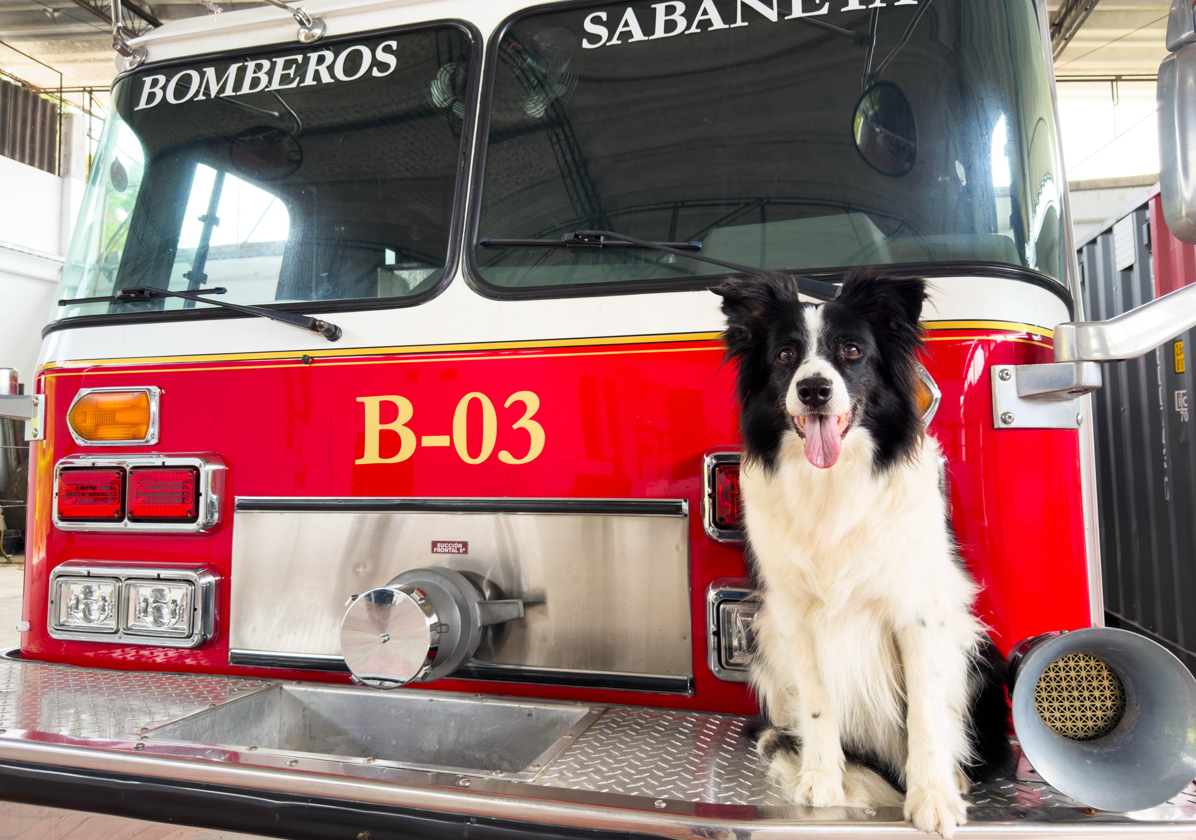 Una heroína con patas: Nikita, el alma perruna del cuerpo de bomberos de Sabaneta