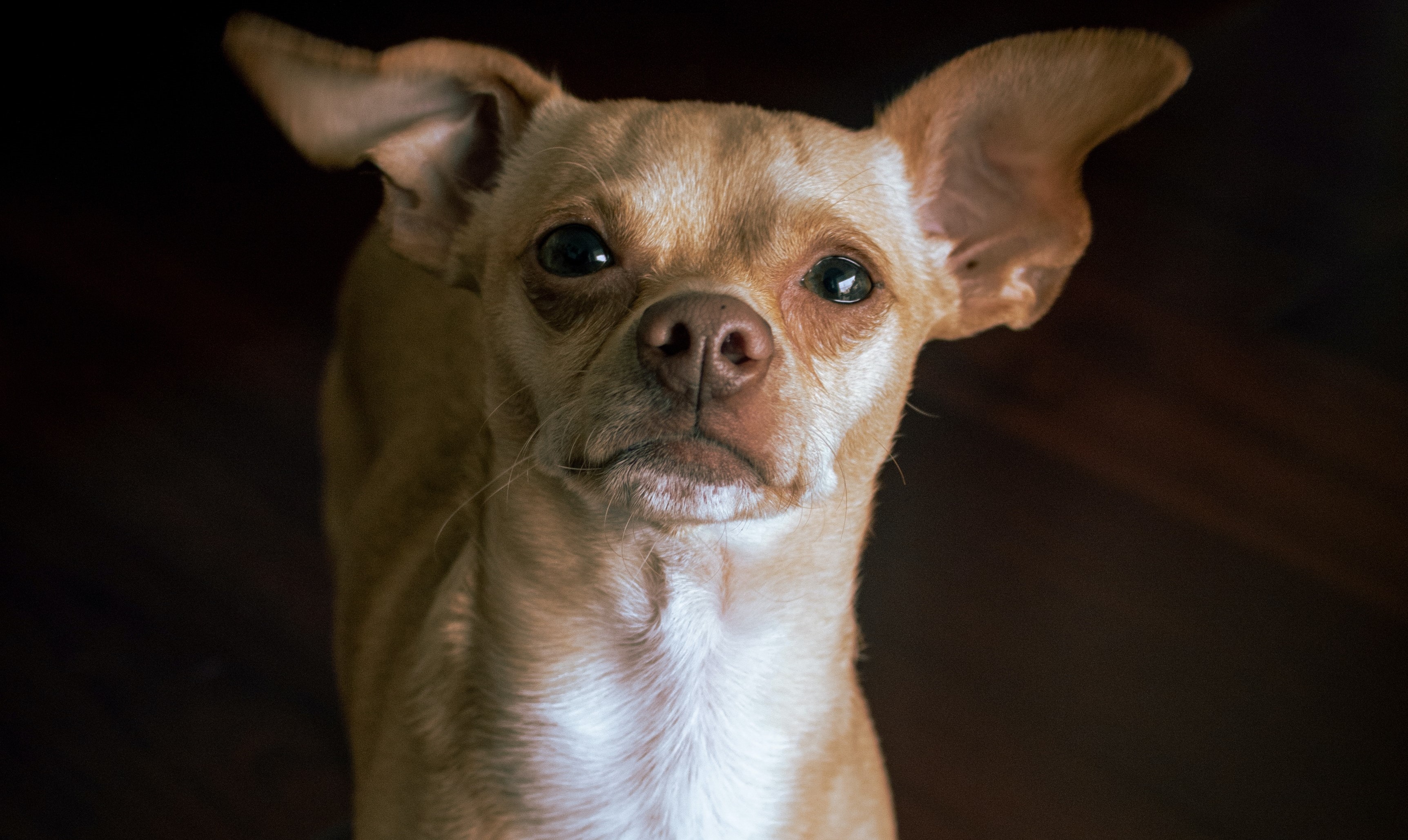 ¿Por qué los perros lloran cuando ven a sus dueños?