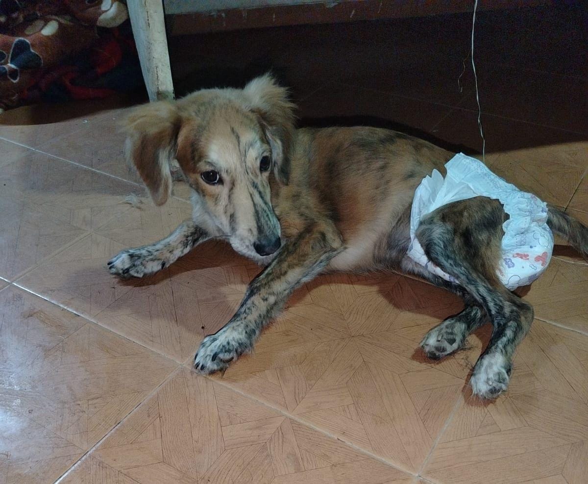 “Comía tierra porque no podía moverse”: Frijolito, el perro que busca ayuda