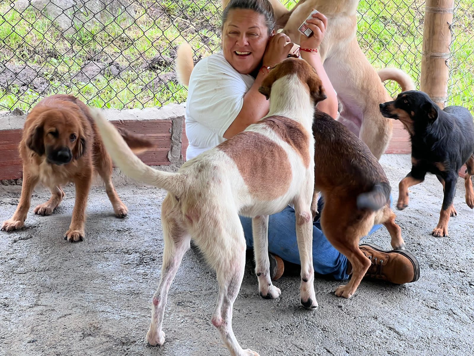 Fundación de animales aledaña al Nevado del Ruiz necesita su ayuda