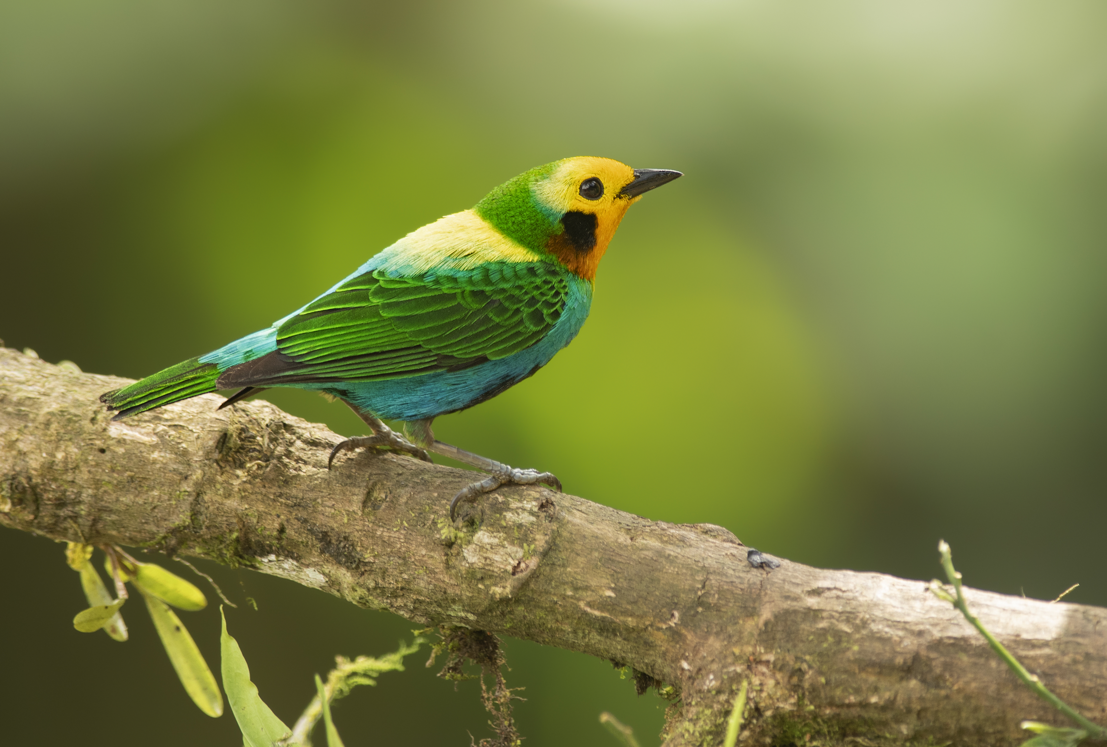 Colombia BirdFair