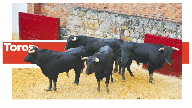 Toros: cultura y tradición en Bogotá
