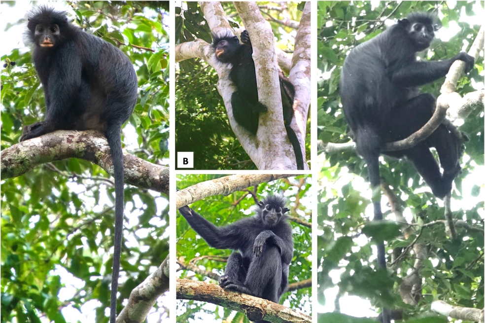 Descubren una nueva especie de mono en una remota región de África