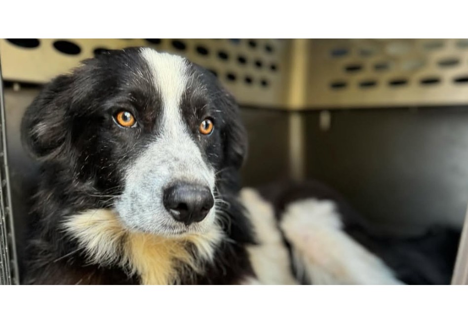 Perrita rescatada, escondía un secreto que sorprendió a su nueva familia adoptiva.