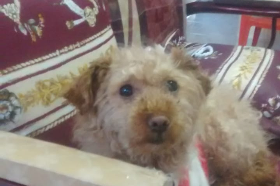 Hombre en Ipialies, Nariño, fue condenado por apuñalar a su mascota