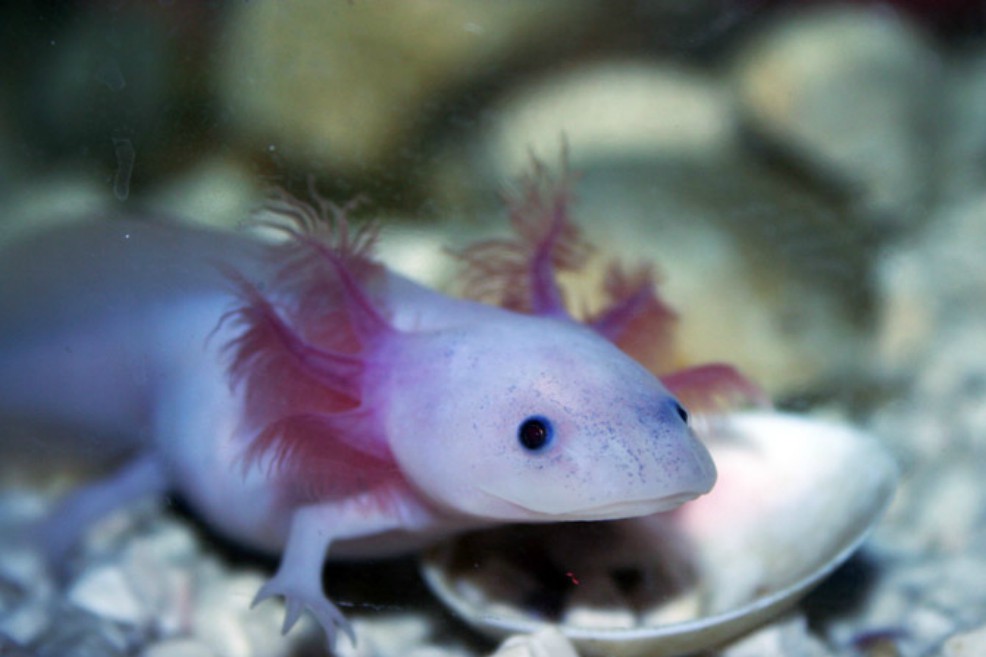 Los axolotl de Cortázar en riesgo de extinción