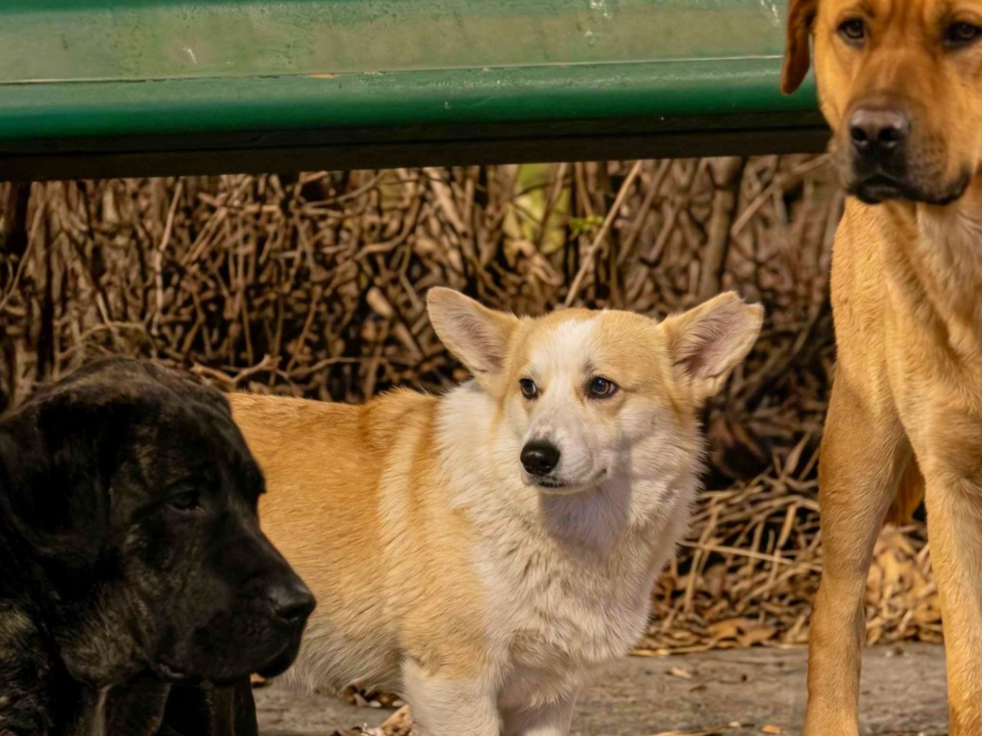 No hubo reencuentro ni escape: el video de los siete perros en China no era real