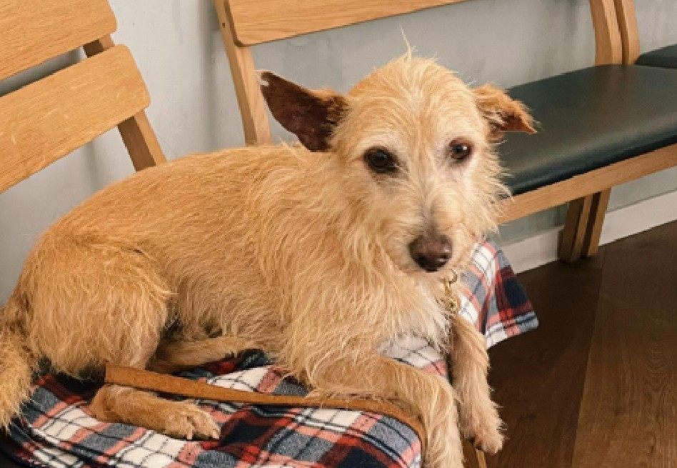 Perro mayor pasó dos años en un refugio, pero un paseo le devolvió la esperanza