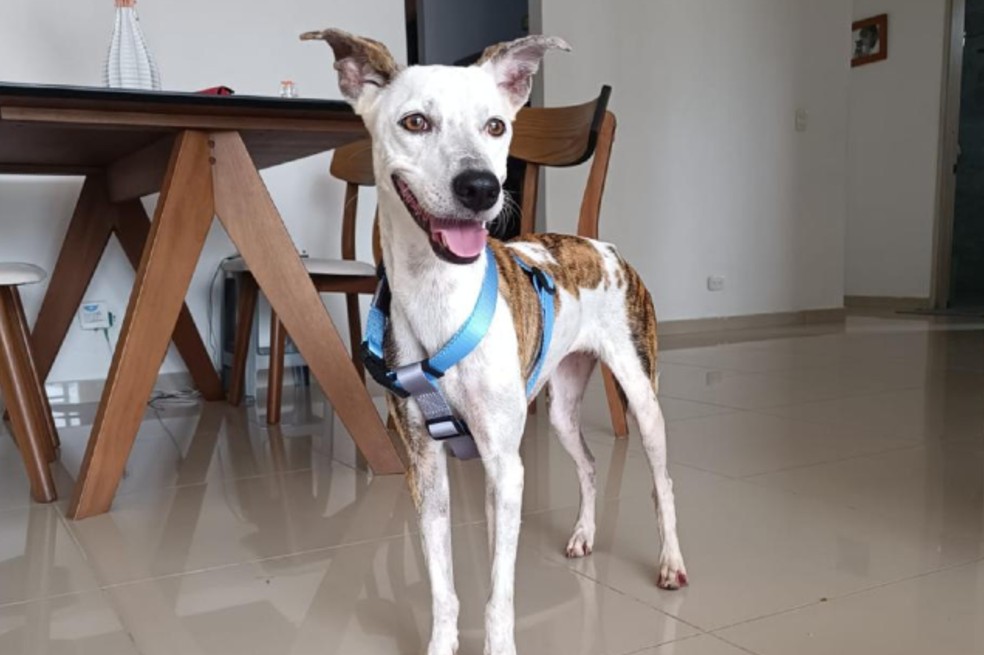 Bubba encontró un hogar, pero la regresaron al refugio en menos de una semana