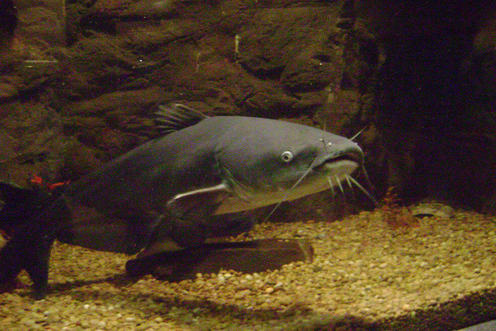 Cientos de peces aparecieron con tumores. Científicos creen que sería un tipo de cáncer