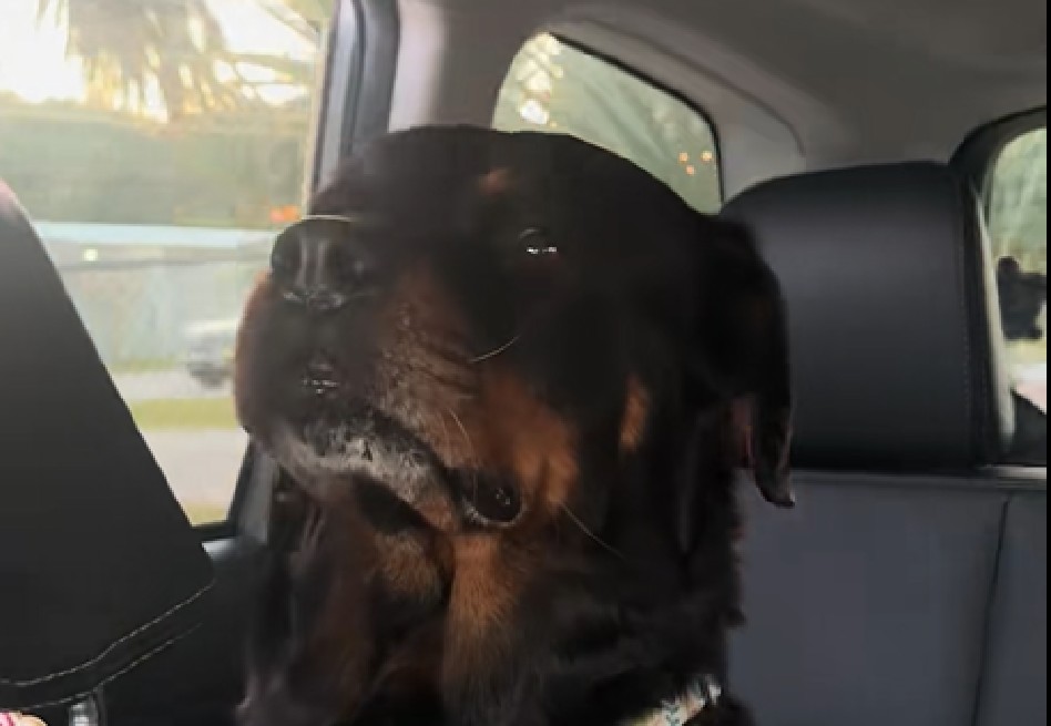 Durante la jornada, Holly compartió actividades cotidianas como paseos, descanso y momentos de afecto, experiencias que, según estudios sobre comportamiento animal, contribuyen significativamente al bienestar de los perros en refugios.