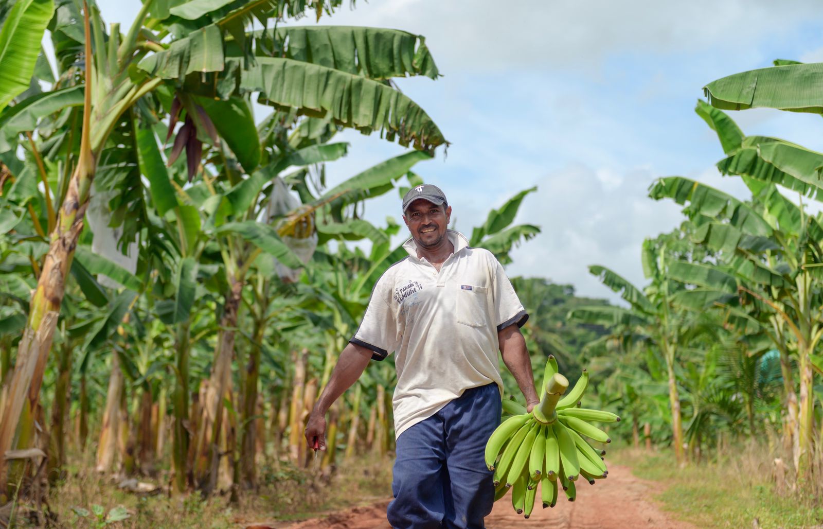 Cambio climático y seguridad: los retos del banano para venderse en el mundo