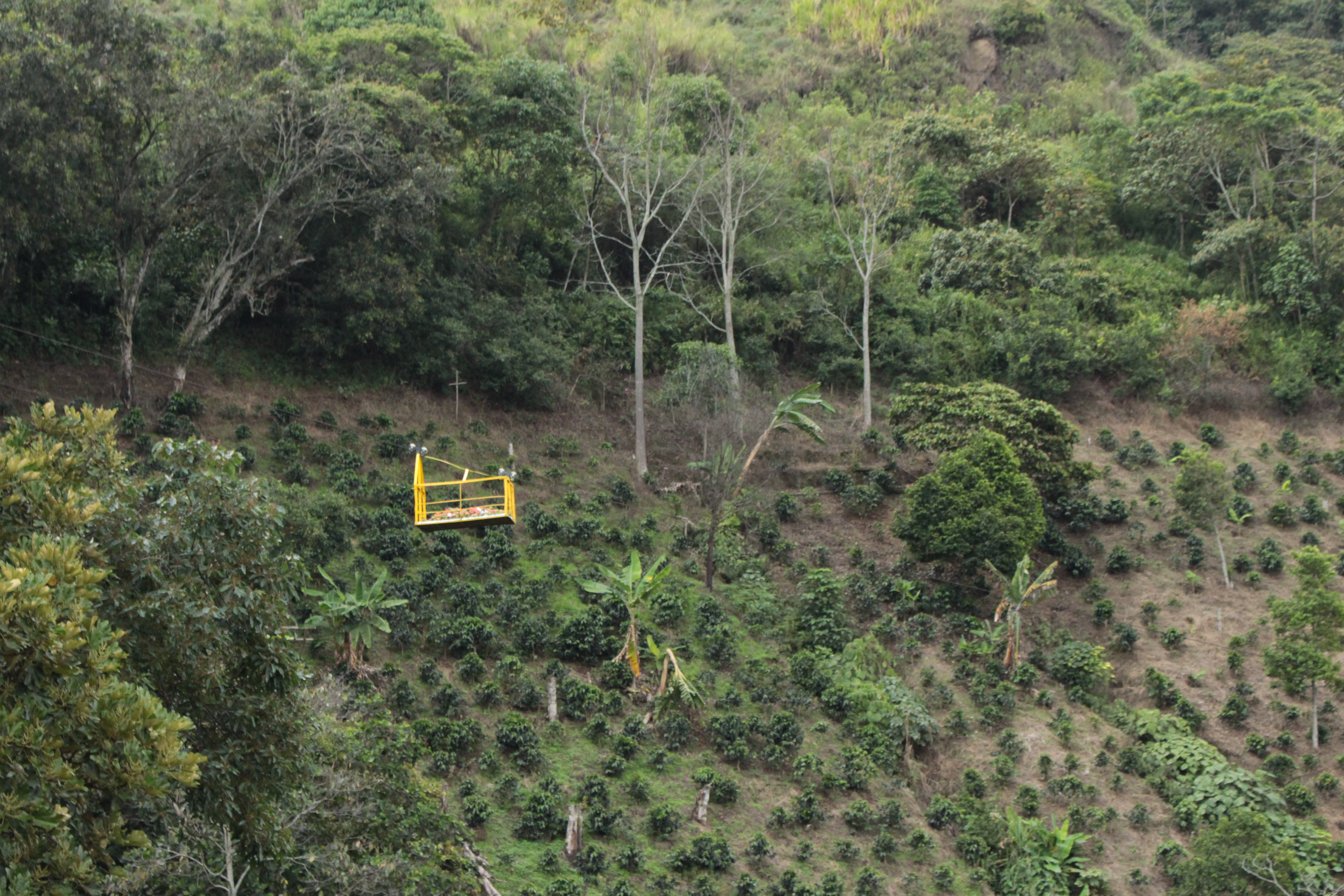 Proyectos productivos en Montebello, Antioquia