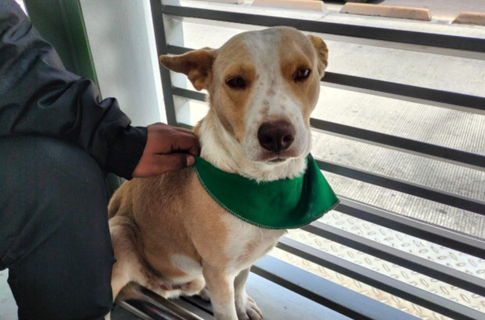Trabajador de TransMilenio adoptó a perrito abandonado en una estación