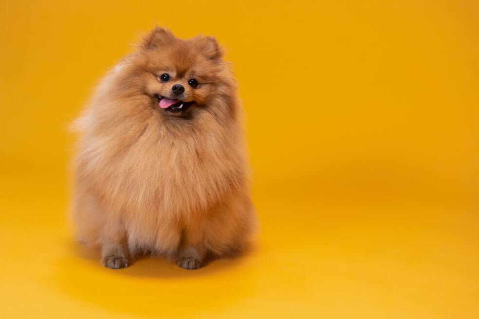 Perro pomerania: ¿por qué es uno de los más costosos en el mercado colombiano?